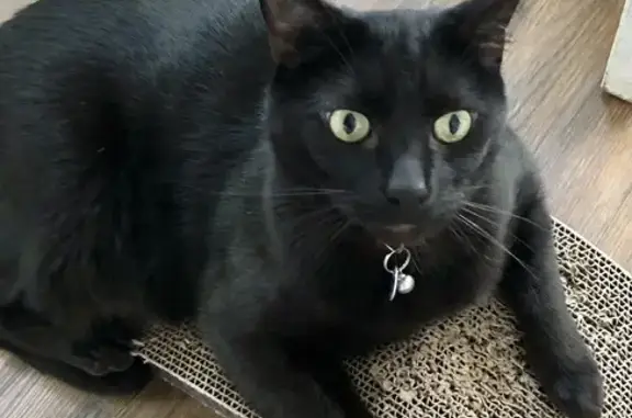 Missing Black Cat in Newcastle - Red Collar