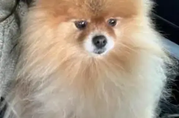 🔴 ¡URGENTE! Pomerania Toy Perdida en Campoamor