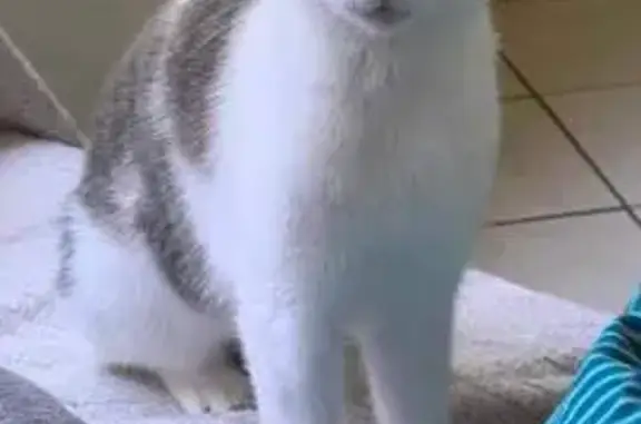 Chat perdu, , photo: Chat perdu : Mikado, mâle blanc et gris