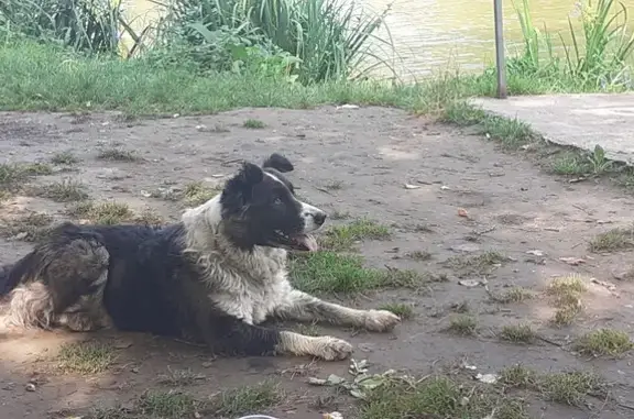Animaux trouvés Donchery, photo: Chienne Border Collie trouvée Rue des Jonquilles