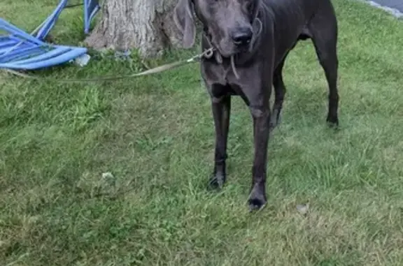 Lost and found pets , photo: Found Male Dog on Kuntz Ave, Berkeley Heights