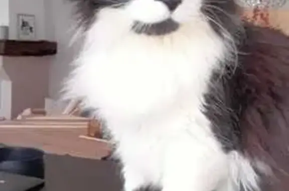 Chat perdu, Nouzonville, photo: Chat norvégien noir et blanc perdu à Nouzonville