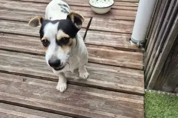 Chien trouvé Les Sables-d'Olonne, photo: Jack Russel croisé trouvé sans collier à Olonne