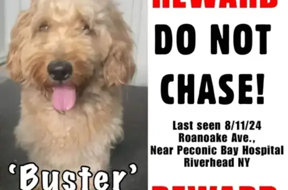 Lost Brown Bernadoodle on Duryea St, Riverhead