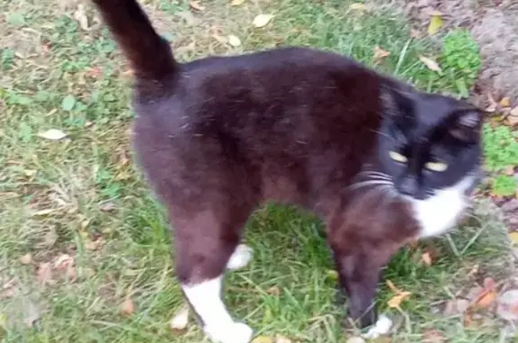 Chatte noire et blanche trouvée à La Roche-sur-Yon - photo
