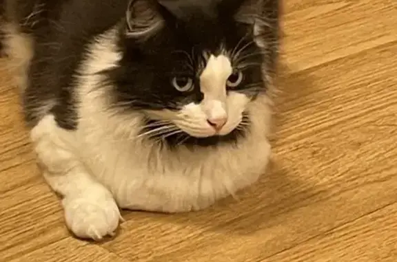 Missing Long-Haired Black & White Cat - North Rd