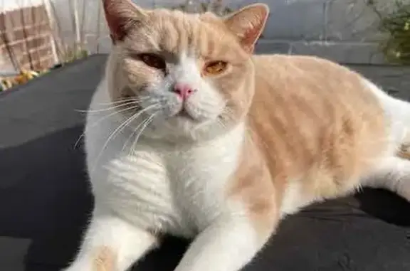 Large British Shorthair Cat Missing - West Rd