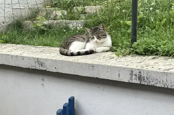 Animaux perdus Bachant, photo: Chat Prince disparu - Rue de la Puissance
