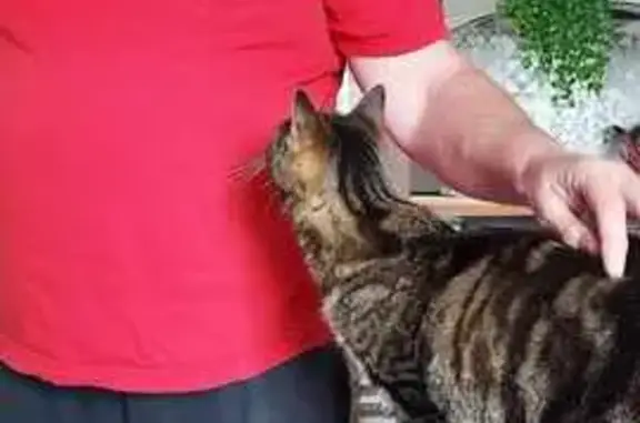 Chat tigré gris/noir perdu à Valdallière - photo