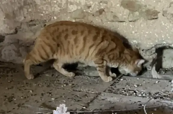Animaux perdus , photo: Chat roux 10 ans disparu à Lieurac