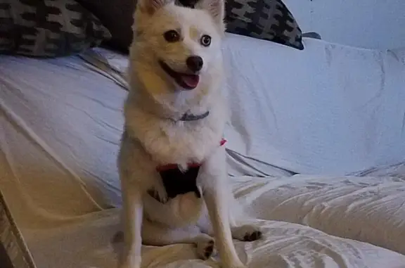 Missing White Pomeranian Husky in Rochester