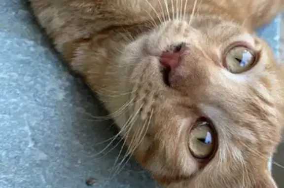 Animaux trouvés Borgo, photo: Chat sociable trouvé à Borgo, Route Lanciatojo