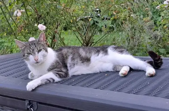 Chat perdu, , photo: Chat mâle 4 ans disparu à Beynat : Chiffon