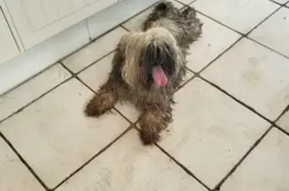 Chien trouvé , photo: Chien trouvé couvert de boue à Thiembronne