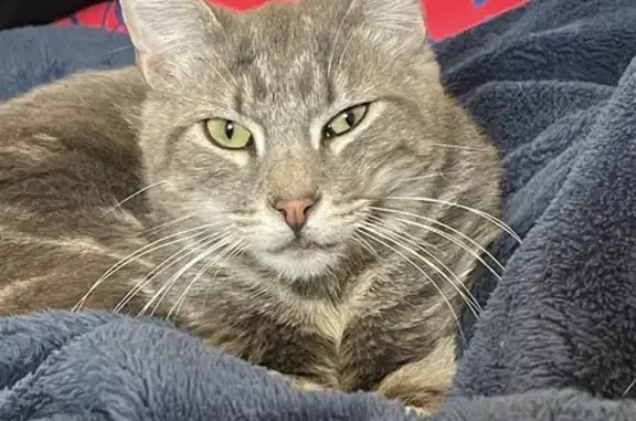 Chat perdu, Vervins, photo: Chat tigré blanc et gris perdu à Vervins