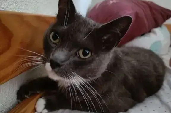 Chat perdu : Femelle grise et blanche, Vaux-sur-Mer - photo