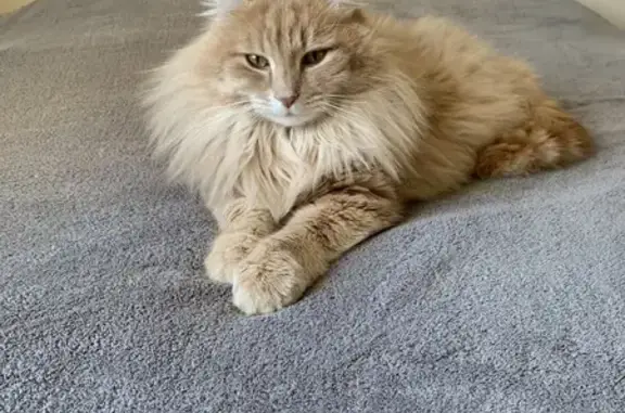 Animaux perdus , photo: Chat perdu : Négus, poil long, place Firmin Bazot