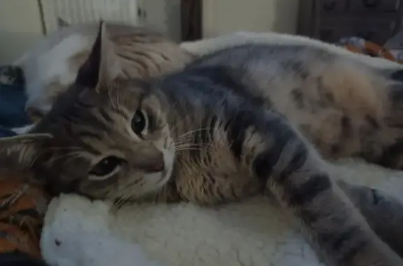 Animaux perdus , photo: Chatte tigrée pucée disparue à Argent-sur-Sauldre