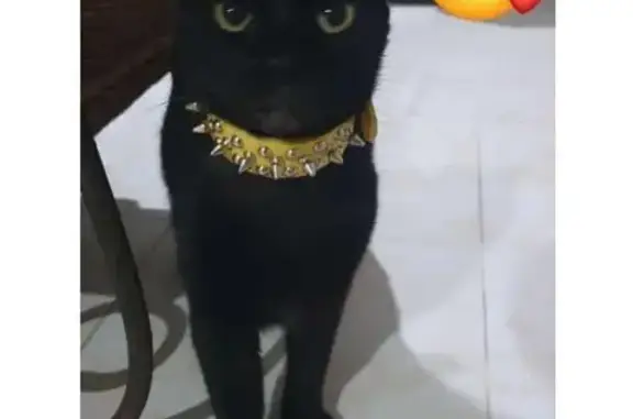 ¡Gato Negro Perdido! 3 Años, Collar Beige, Cancún