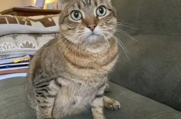 Animaux perdus Mont-de-Marsan, photo: Chat perdu, marche sur 3 pattes, Mont-de-Marsan
