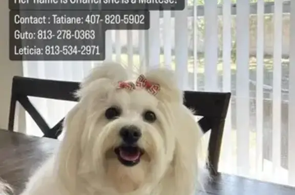 Lost White Maltese: $2K Reward in Tampa