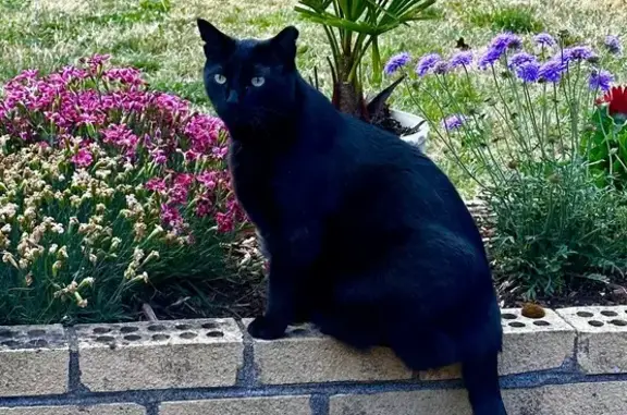 Missing: Large Black Cat, Harry, Albany