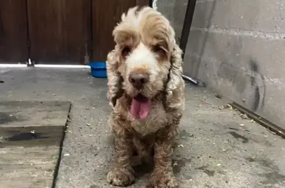 Chien trouvé près de la D92 à Ableiges - photo