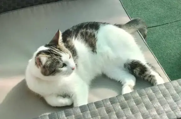Chat perdu, Cruas, photo: Chatte blanche et tigrée perdue à Cruas