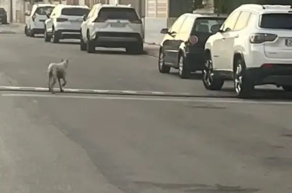 Perra perdida en Daimuz: Hembra blanca con manchas