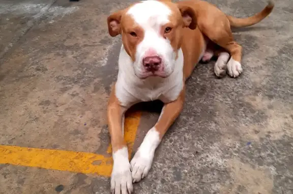 ¡Perro Pitbull Perdido en Sanctorum! Ayuda