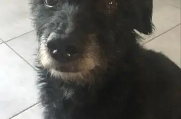 Chien perdu Dompierre-sur-Besbre, photo : Chien croisé caniche noir perdu Dompierre