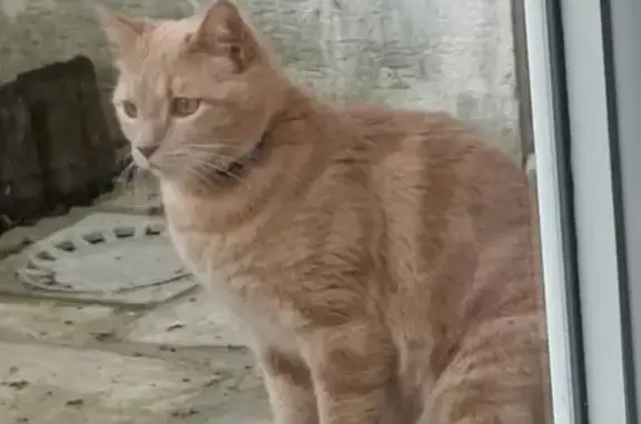 Animaux perdus , photo: Chat roux/beige perdu à Narnhac