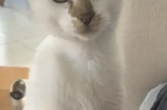 Chatte européenne blanche et tigrée disparue - photo