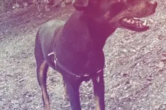 Chien perdu Ostricourt, photo : Chien disparu: Farah, 14 ans, Rue Molière