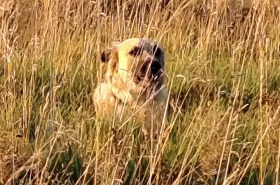 Chien trouvé , photo: Chien craintif trouvé au Champ du Feu