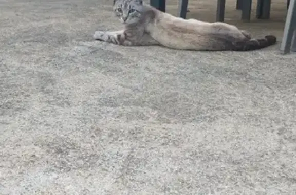 Chat siamois crème trouvé, maigre et affamé - photo