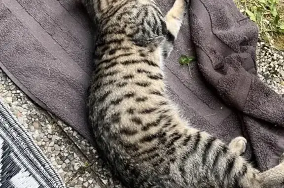 Animaux trouvés Sarreguemines, photo: Chat tigré trouvé Rue Claire Oster, Sarreguemines