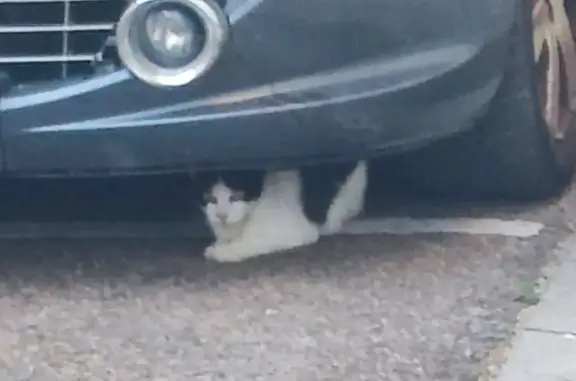 Chat blanc et noir maigre trouvé à Roanne - photo