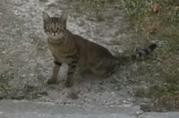 Chat tigré mâle trouvé Route d'Espeluche - photo