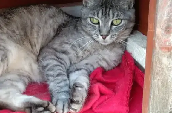 Chatte Kali disparue à Candé, aide recherchée - photo