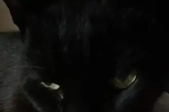 Chat noir mince disparu à Hagetmau - photo