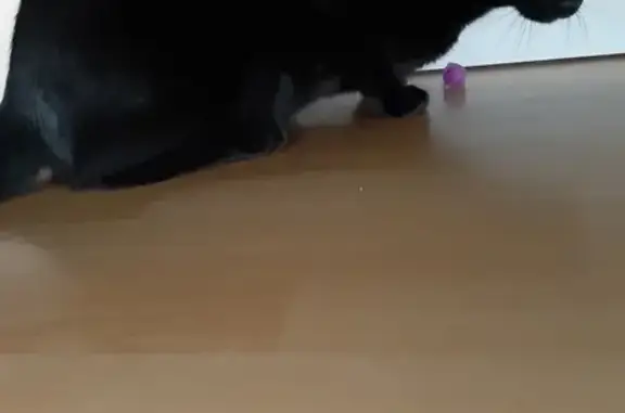 Animaux perdus Auray, photo: Chat noir aux yeux verts disparu à Auray