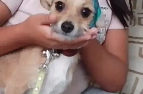 ¡Perro Chihuahua Perdido en CDMX!