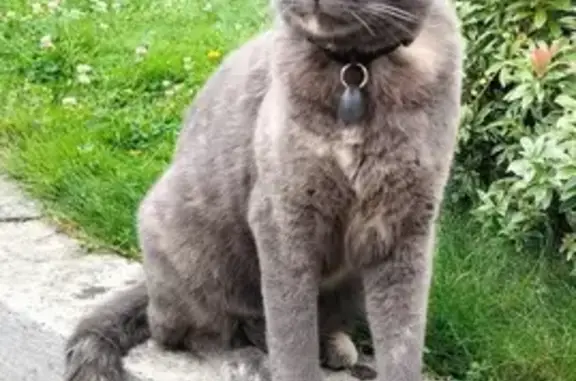 Chat perdu, Saint-Didier, photo: Chat perdu à Saint-Didier, collier aimant gris
