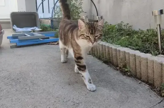 Chat mâle trouvé, non castré, Rue Jean Racine - photo