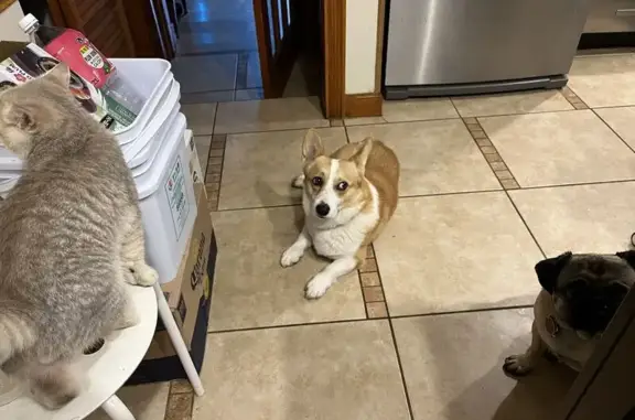 Lost Corgi in Flushing: Help Find Dabao!