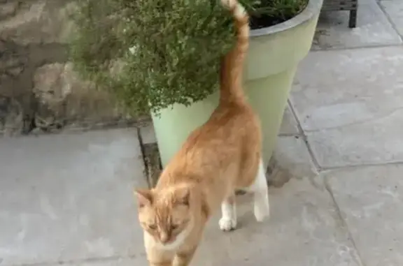Chatte rousse trouvée Rue des Hauts d'Envaux - photo
