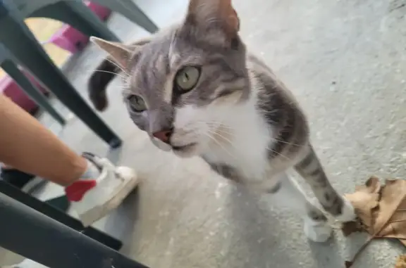 Chat gris/blanc trouvé, 4-5 mois, tatoué 208 - photo