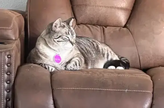 Missing: Vocal Cat 'Meow' on East Ranch Dr