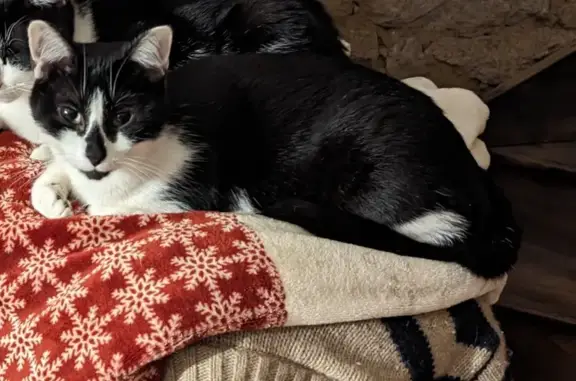 Chatte noire et blanche disparue à Guiler - photo